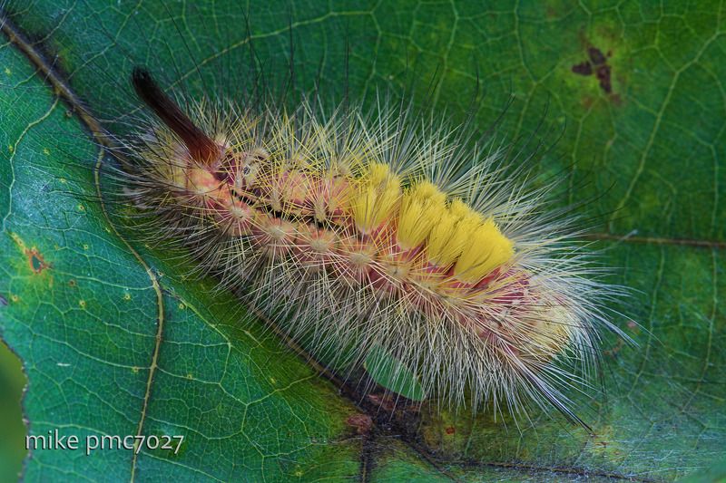 Гусеница краснохвоста Calliteara pudibundaphoto preview