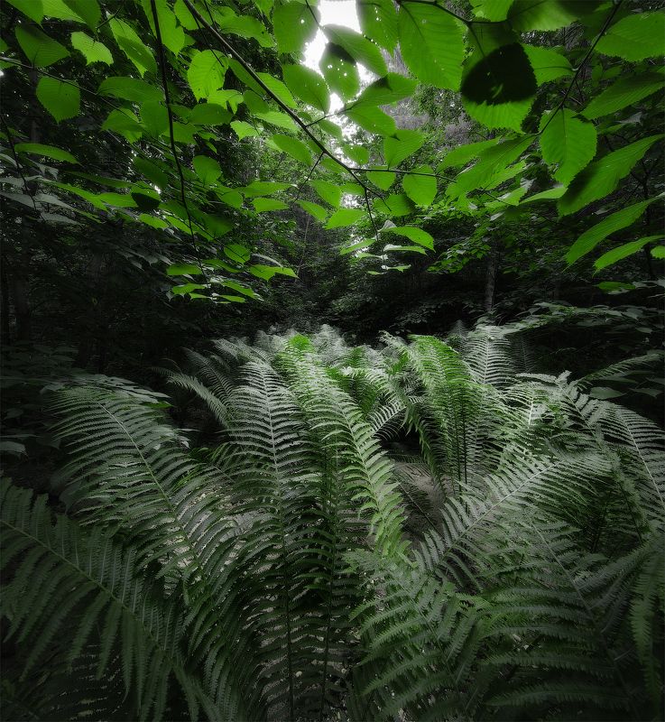 Папоротники на Рагушеphoto preview