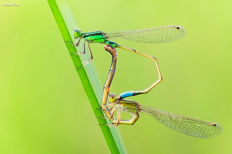 damselfly Mating seasonphoto preview
