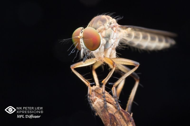 #robberfly, #nature, #npl Alone & Waitingphoto preview