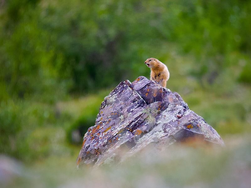 суслик,горы,июль,природа,лето, Ата-а-а-с ! фото превью