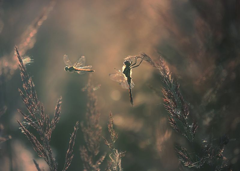 ..вечерняя..photo preview