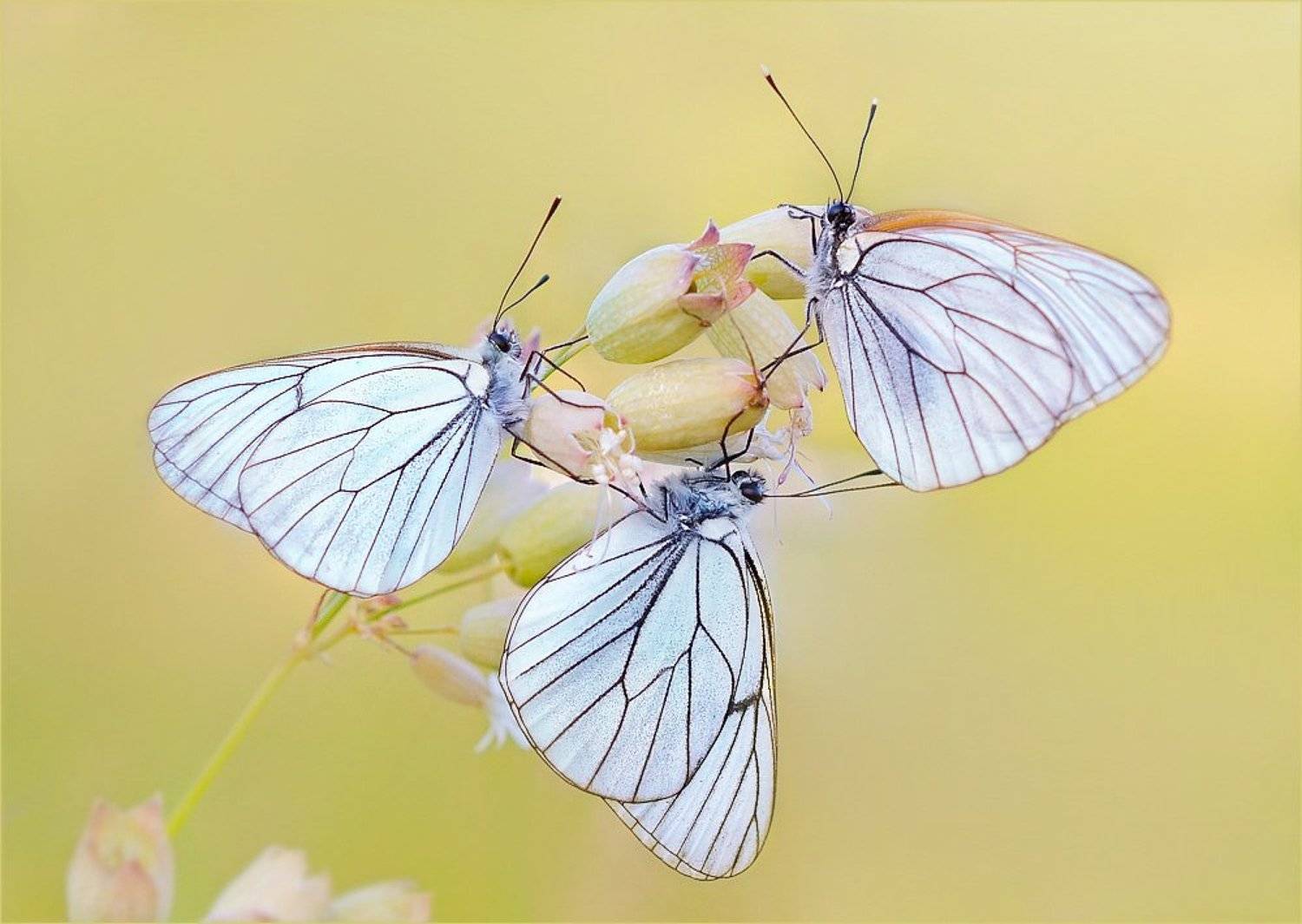 Хоровод.. Автор: Елена Елена бабочки боярышницы., Елена Елена