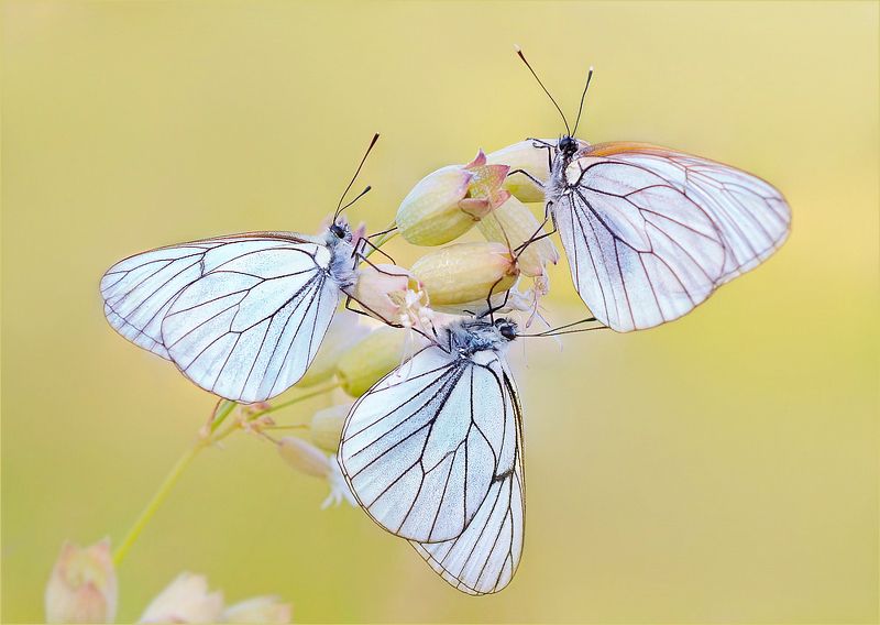 бабочки боярышницы. Хоровод.photo preview