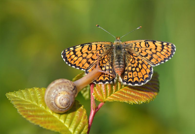 шашечница,улитка Массаж заказывали?)) (Бабочка и улитка.)photo preview