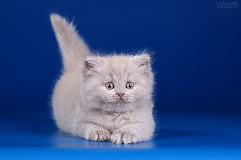 Держите хвост пистолетом!photo preview