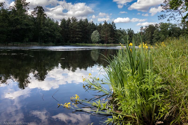 Water flowersphoto preview