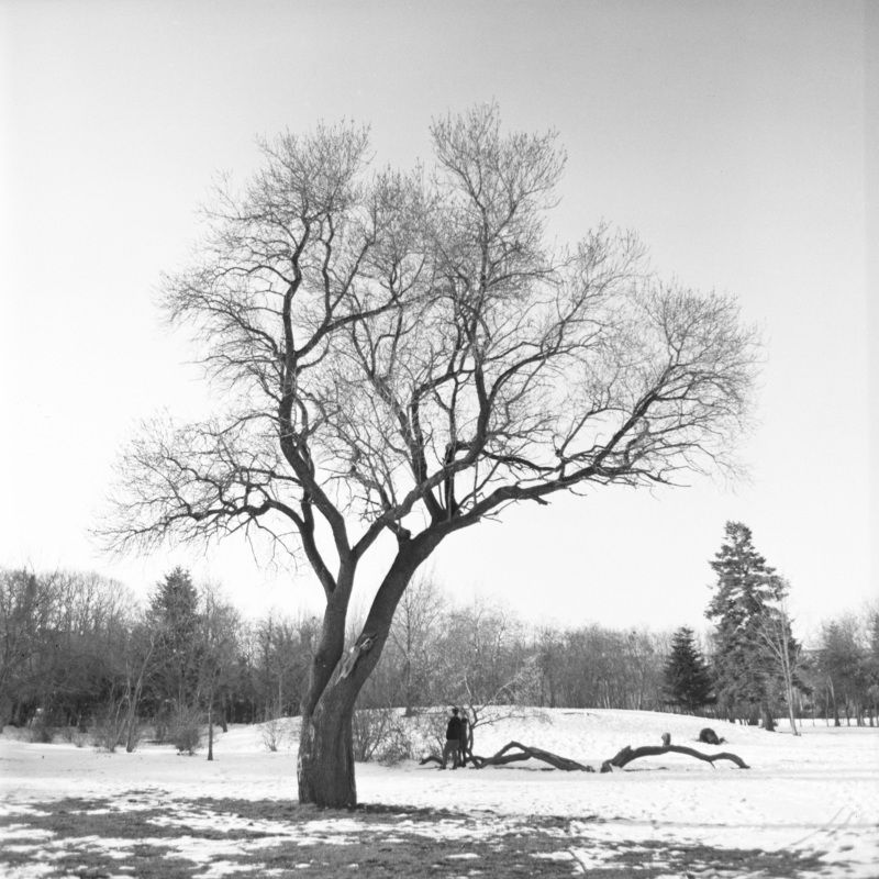 film, medium, format, 6x6, b&w, black, white, fuji, landscape, park, tree, winter, snow Snow Parkphoto preview
