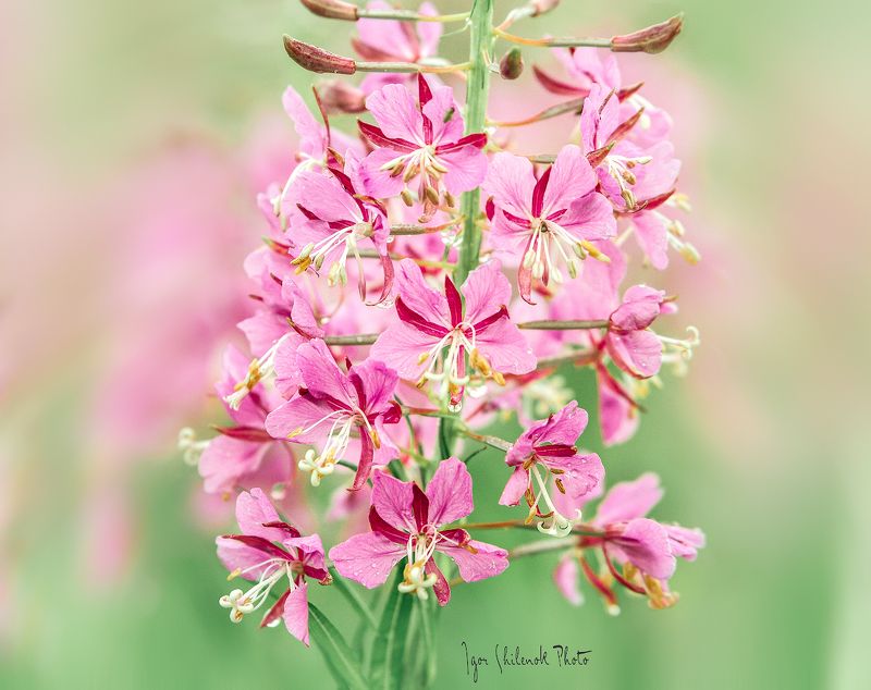 цветы, лето, иван чай, кипрей, лук Летние зарисовкиphoto preview