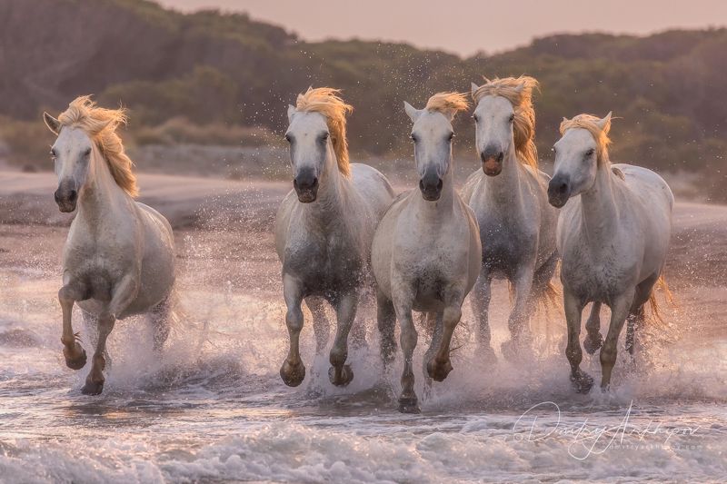 Камаргиphoto preview