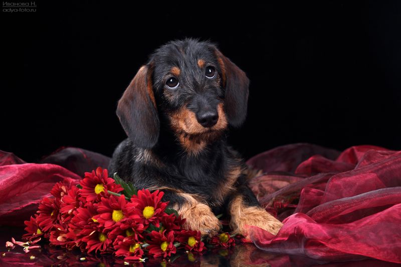 Когда ж ты от меня отстанешь, фотограф?photo preview