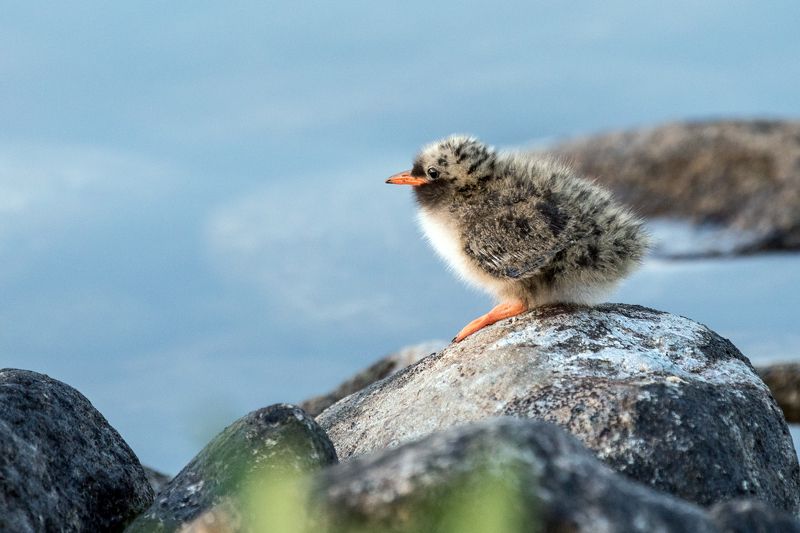 Птенец белощекой крачки.photo preview
