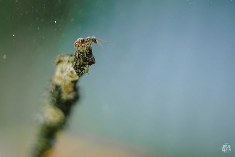 макро, макросъемка, муравей, насекомое, насекомые, природа, животное, животные, муравьи, тля, боке, грип, Муравей-командирphoto preview