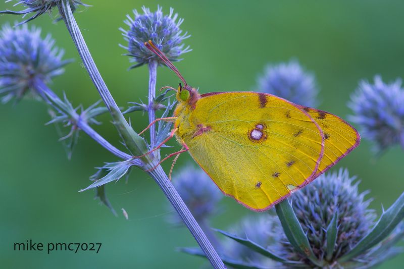 Желтушка луговая Colias hyalephoto preview