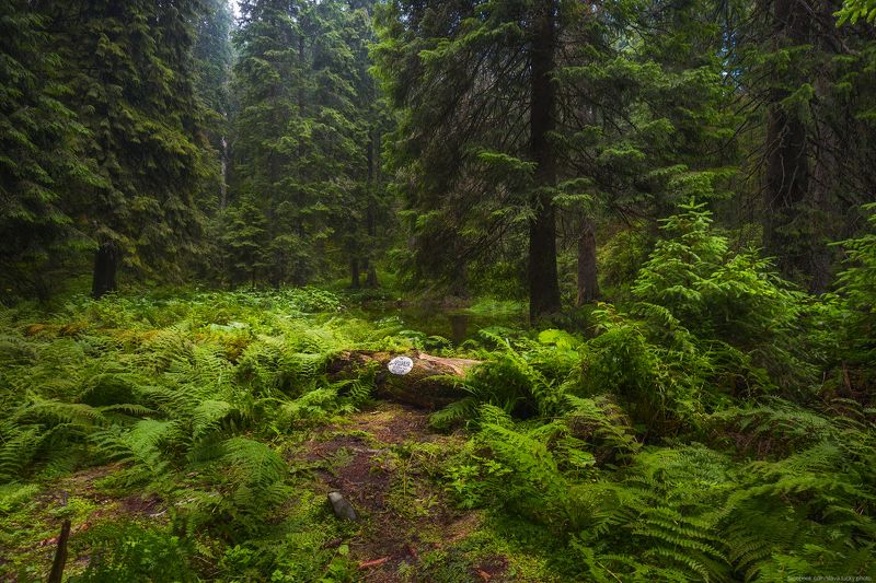 У горного озераphoto preview