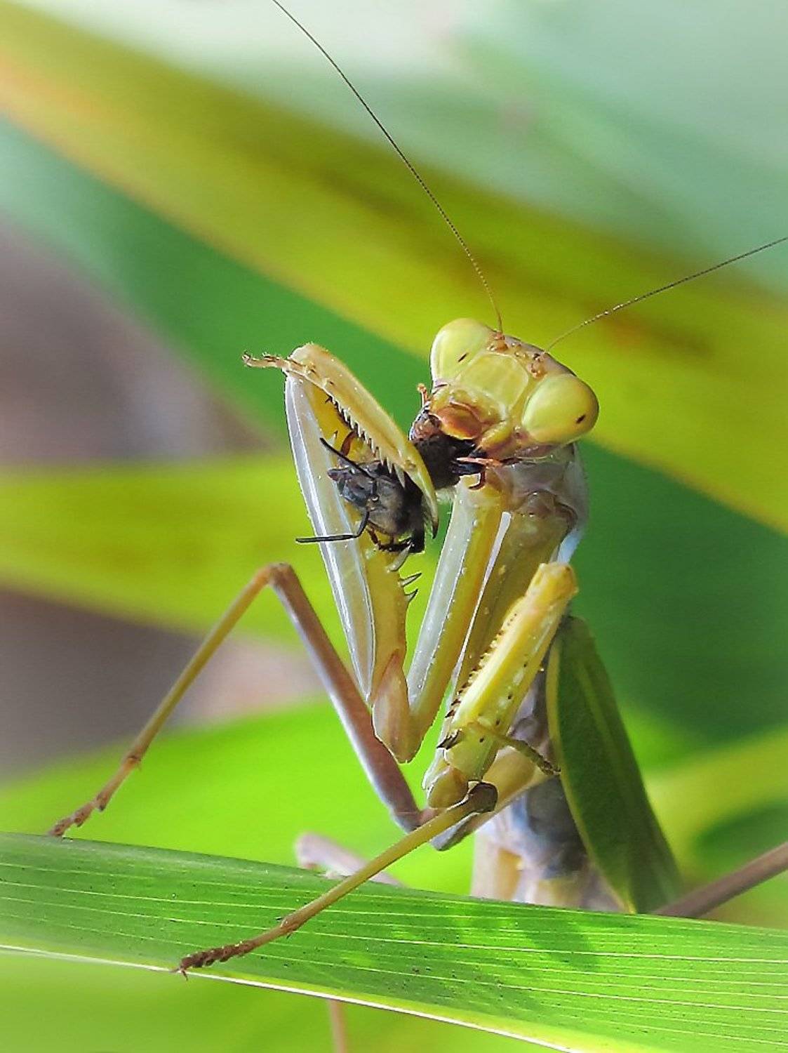 богомол, Елена Елена
