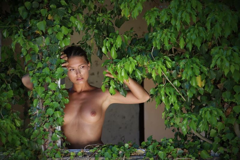 Efeu, green, Fenster, Window Efeu-Fensterphoto preview