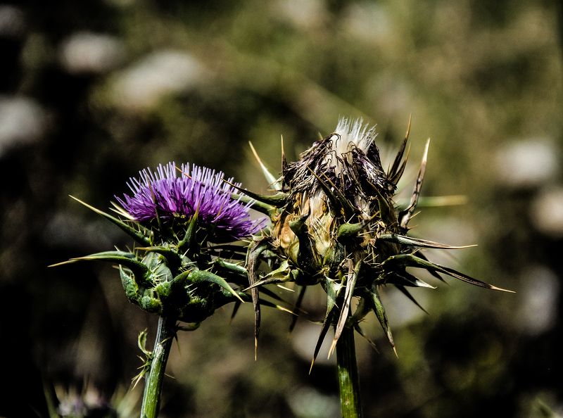 death, and, life Death and lifephoto preview