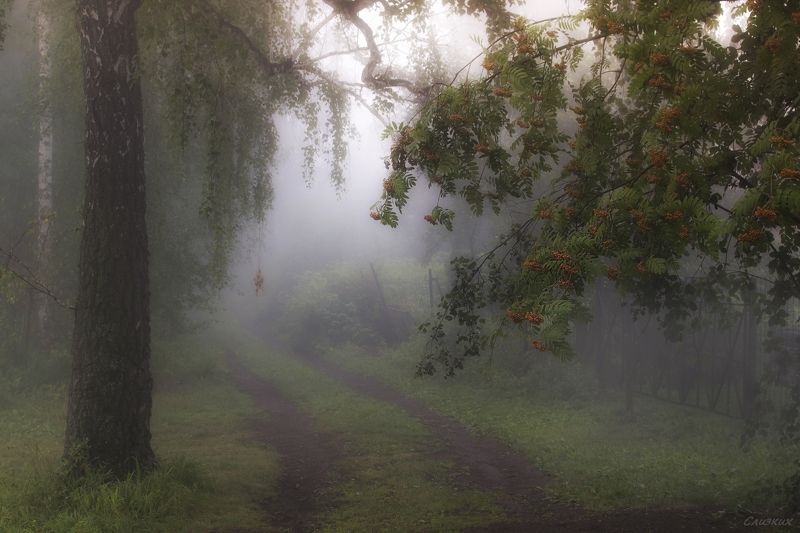 туман,пейзаж,август,утро,роса,рябина ***photo preview