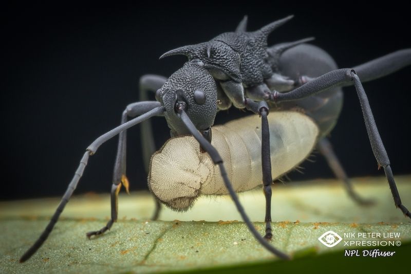 #spiny ant #nature #npl The Food of LIFEphoto preview