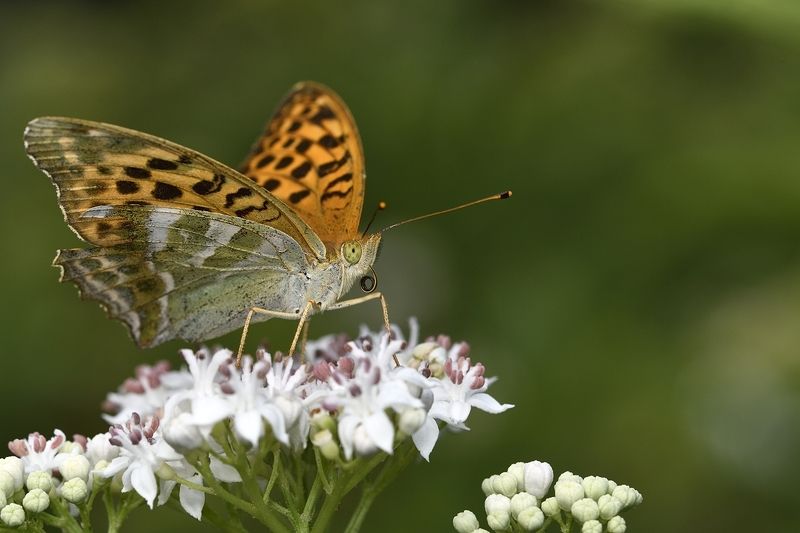 бабочка butterfly бабочкаphoto preview