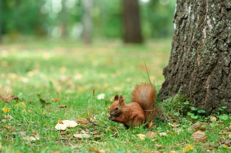 Тренировка на белкахphoto preview