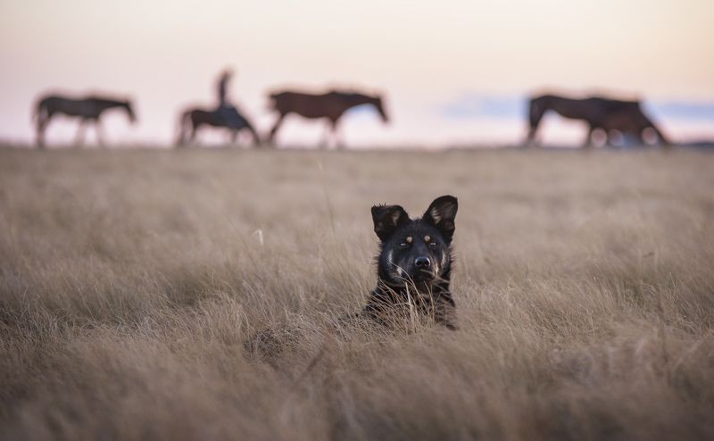 собака, пес, охранник, сторож, лошади, трава, орск, оренбужье Сторожphoto preview