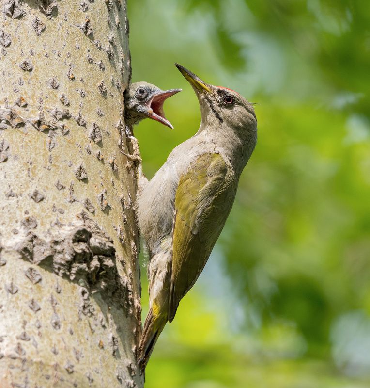 седой дятел седой дятелphoto preview