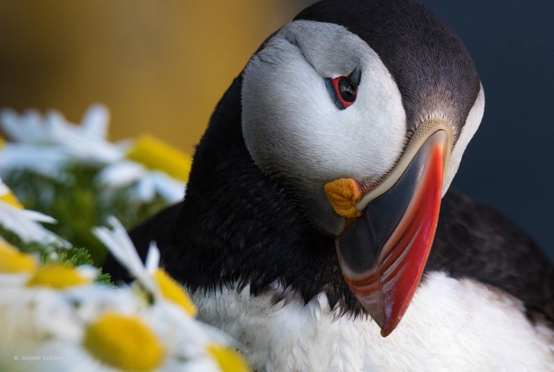 исландия, путешествия, island, travel,тупик,puffin С ромашками в глазах...)photo preview