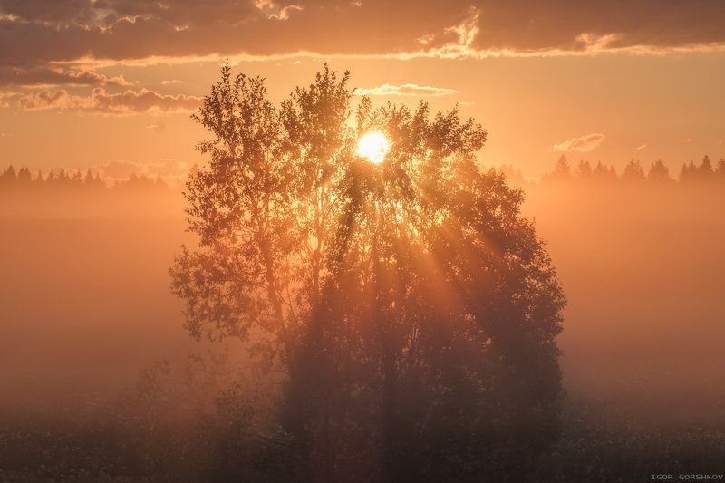 рассвет,утро,туман,лучи,дерево,лето,молога,восход,солнце Лучистое деревоphoto preview