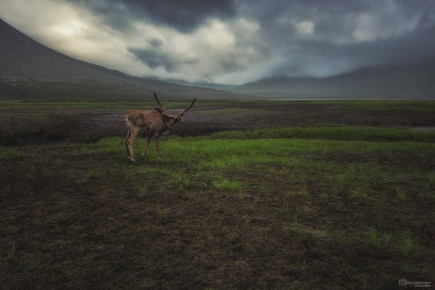 Отбившийся от стада. Автор: Антон Кошетаров югыд ва, народная, манарага, олень, олени, долина, туман, Антон Кошетаров