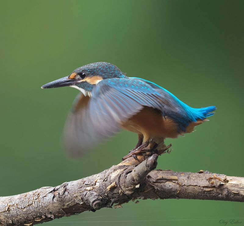 птицы,зимородок Лапки скрестившиphoto preview