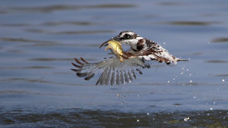 animals,birds,kingfisher, fish,7d,600mm, животные,птицы,рыба,зимородок Маленький охотникphoto preview