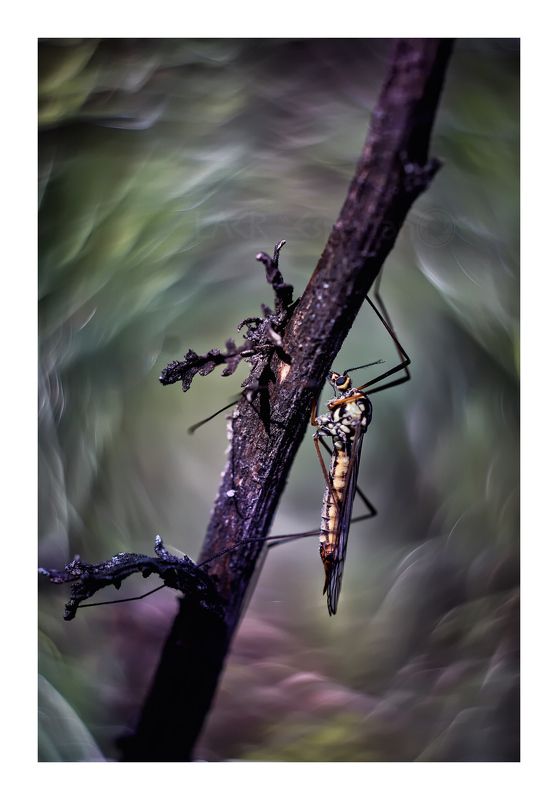 macro nature insects Dimensión Tipulaphoto preview