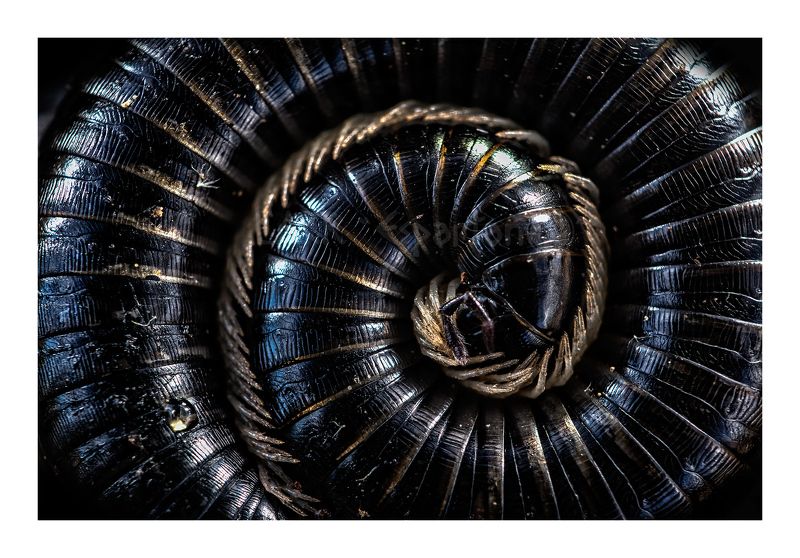 nature macro insects Miriapodophoto preview