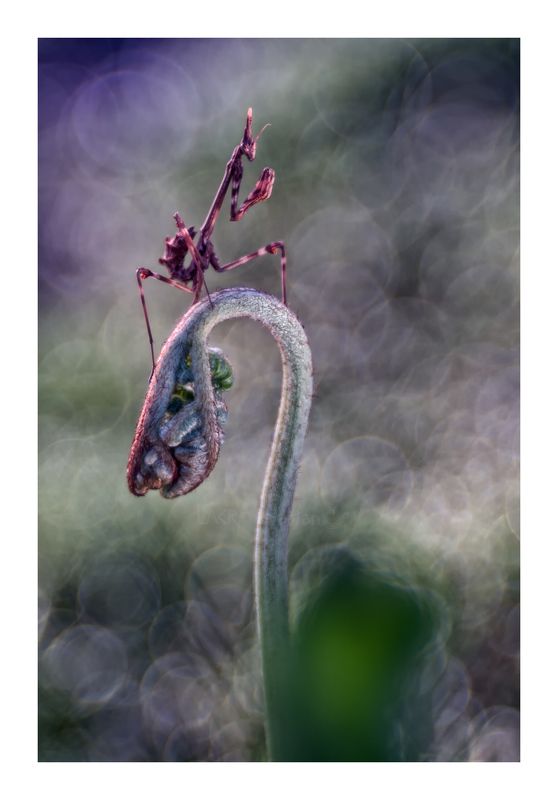 macro nature insects La ceremoniaphoto preview