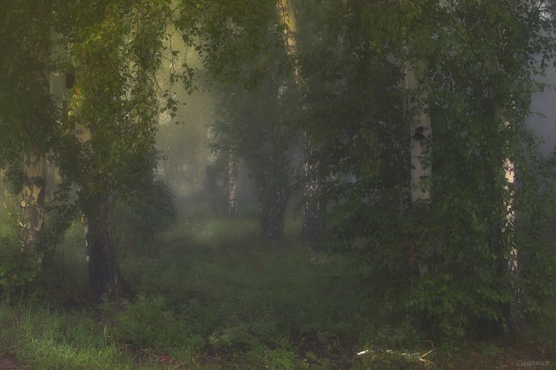 туман,лес,пейзаж,август,утро,берёза ***photo preview