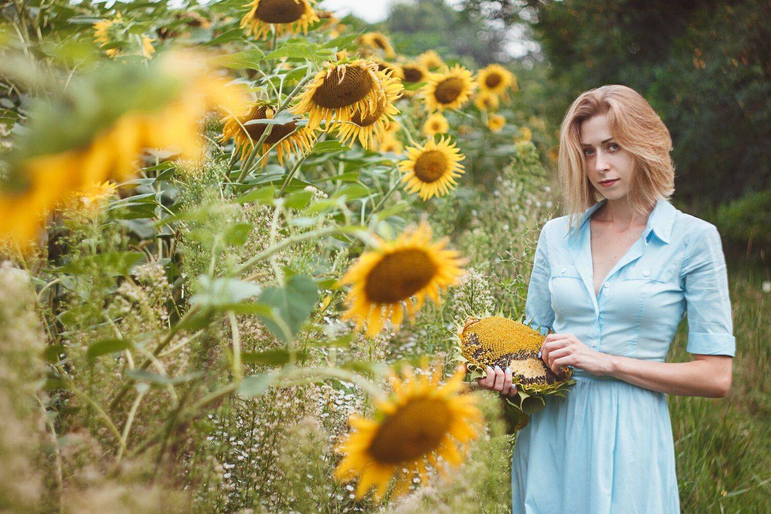 Sunflower. Автор: Николай Лебедев , Николай Лебедев