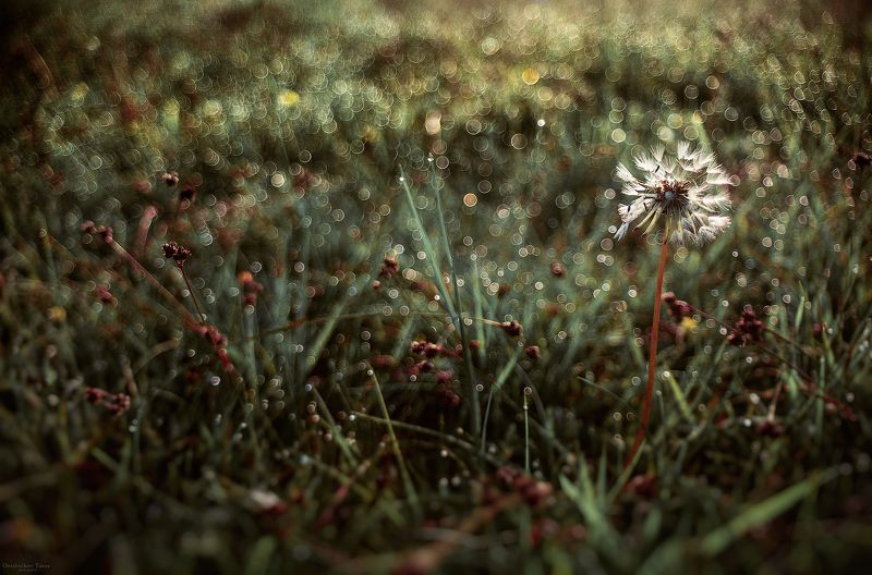 природа,макро,цветок,одуванчик,утро,весна,лето одуванчикphoto preview