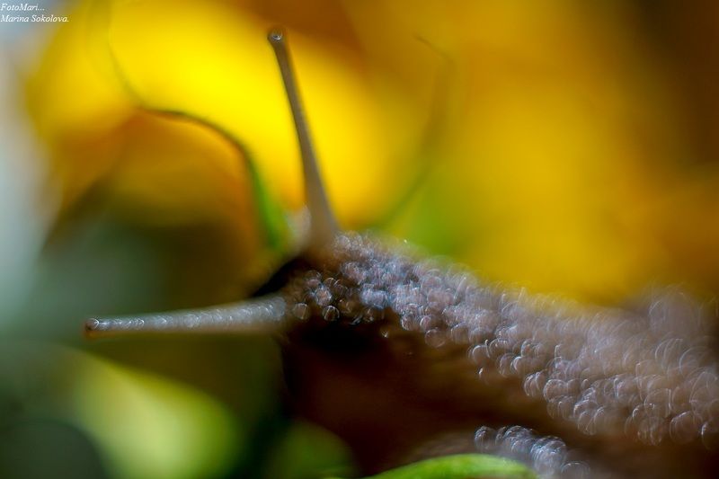 Про улитку.photo preview