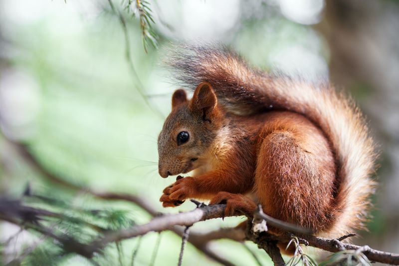 Жизнь бельчатphoto preview