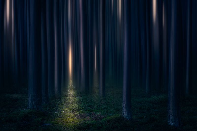 abstract forest trees mood fairytale podlasie poland lotr Fangorn forest...photo preview
