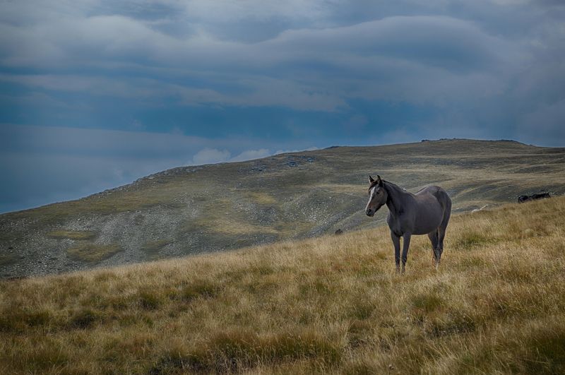mountain nature horse animals  landscapes pasture kaimakchalan Mountain Pasturephoto preview