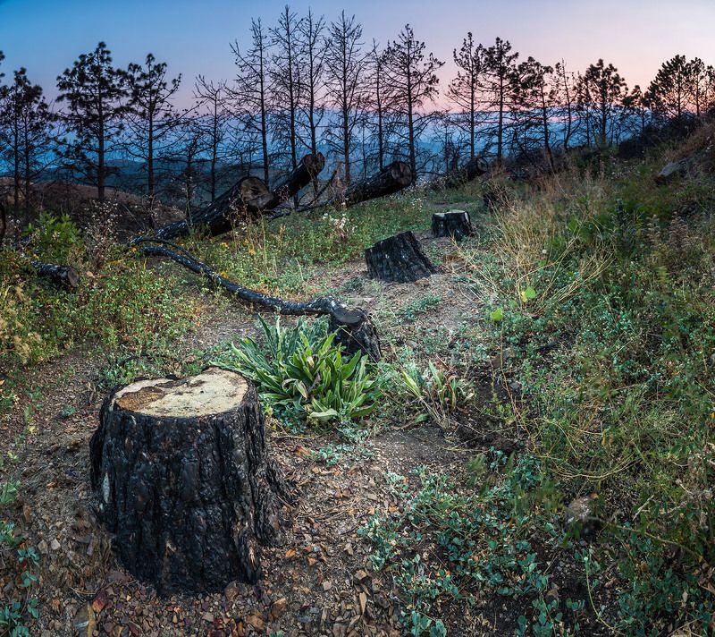 следы прошлогоднего пожара фото превью