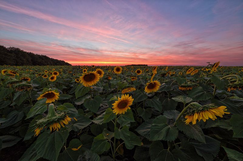 пейзаж, samyang, закат, подсолнухи Тысячи солнцphoto preview