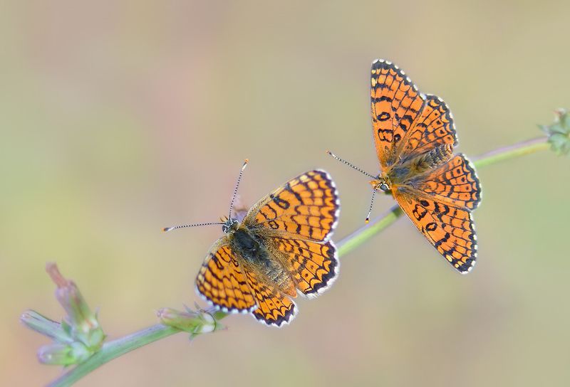 бабочки шашечницы Давай знакомиться!photo preview