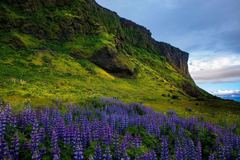 Lupine from Icelandphoto preview