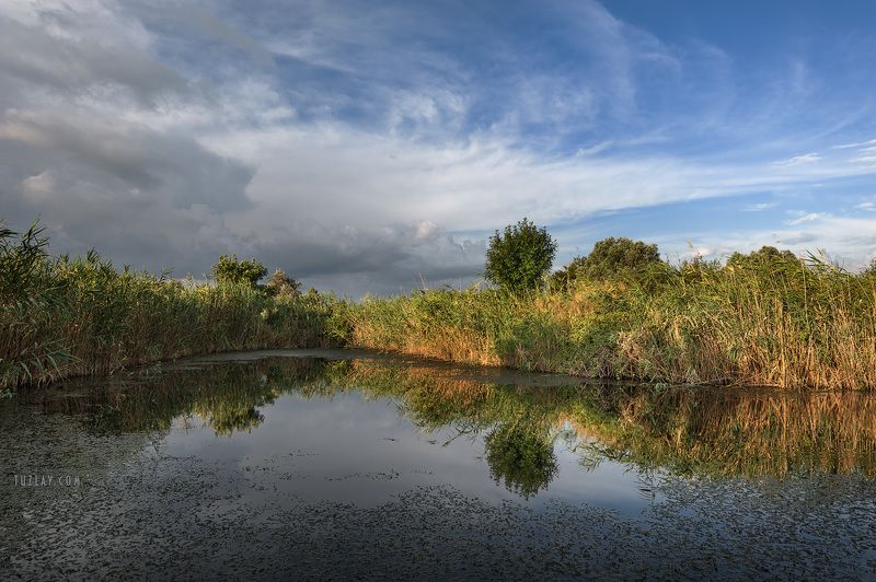 темрюк, таманский полуостров, земля таманская, камыши, водоём Где то в камышах... #2 фото превью