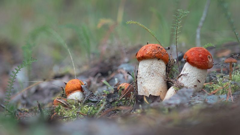 печора,коми,лес,грибы,север Грибные дниphoto preview