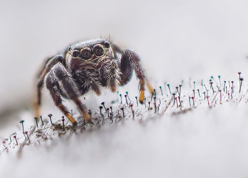 Паучокphoto preview